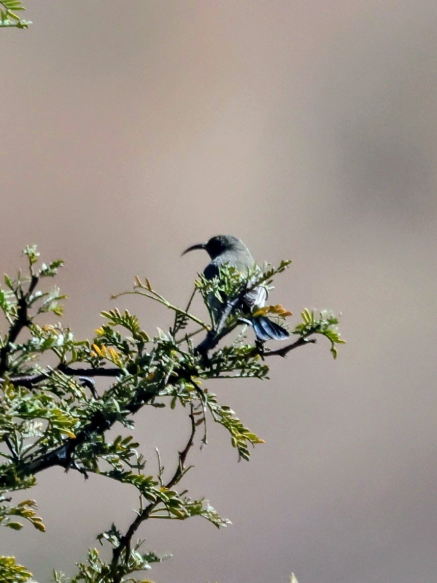 White-bellied Sunbird - ML637968992
