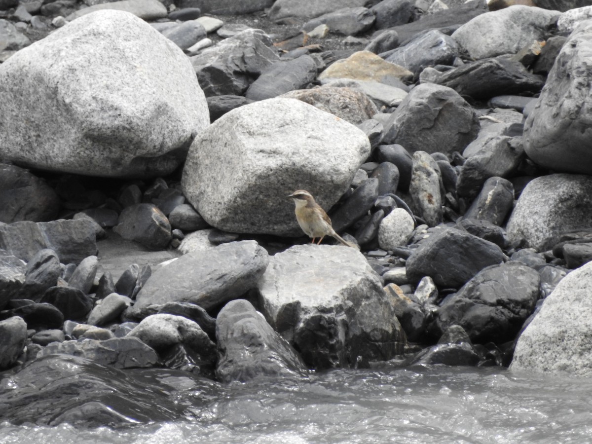 Brown Accentor - ML637968993