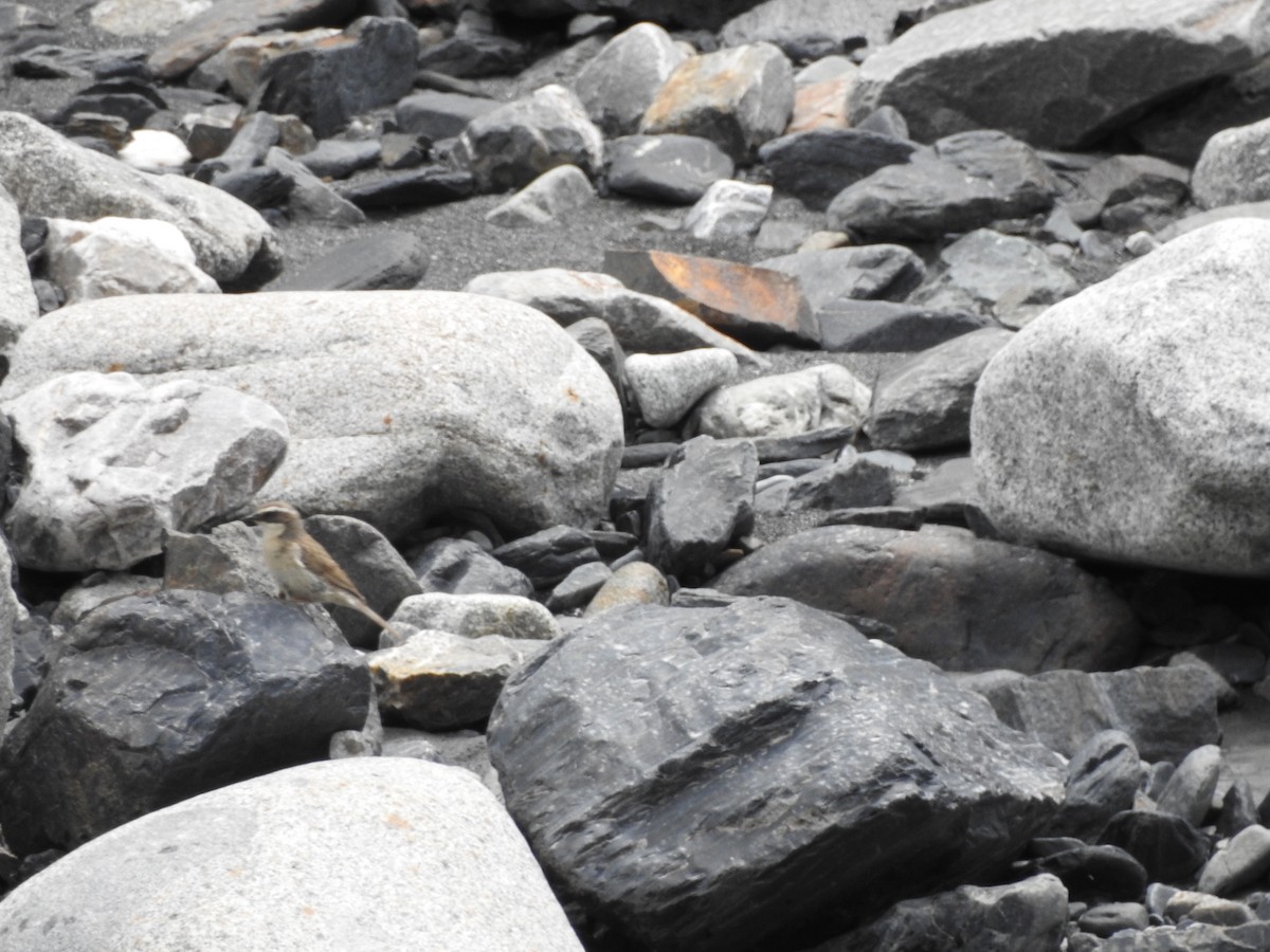 Brown Accentor - ML637968994