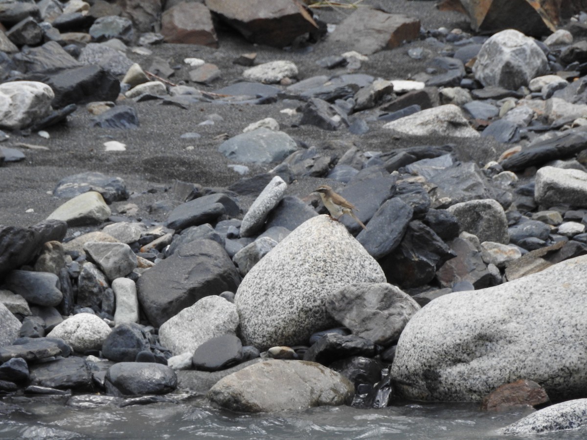 Brown Accentor - ML637968995