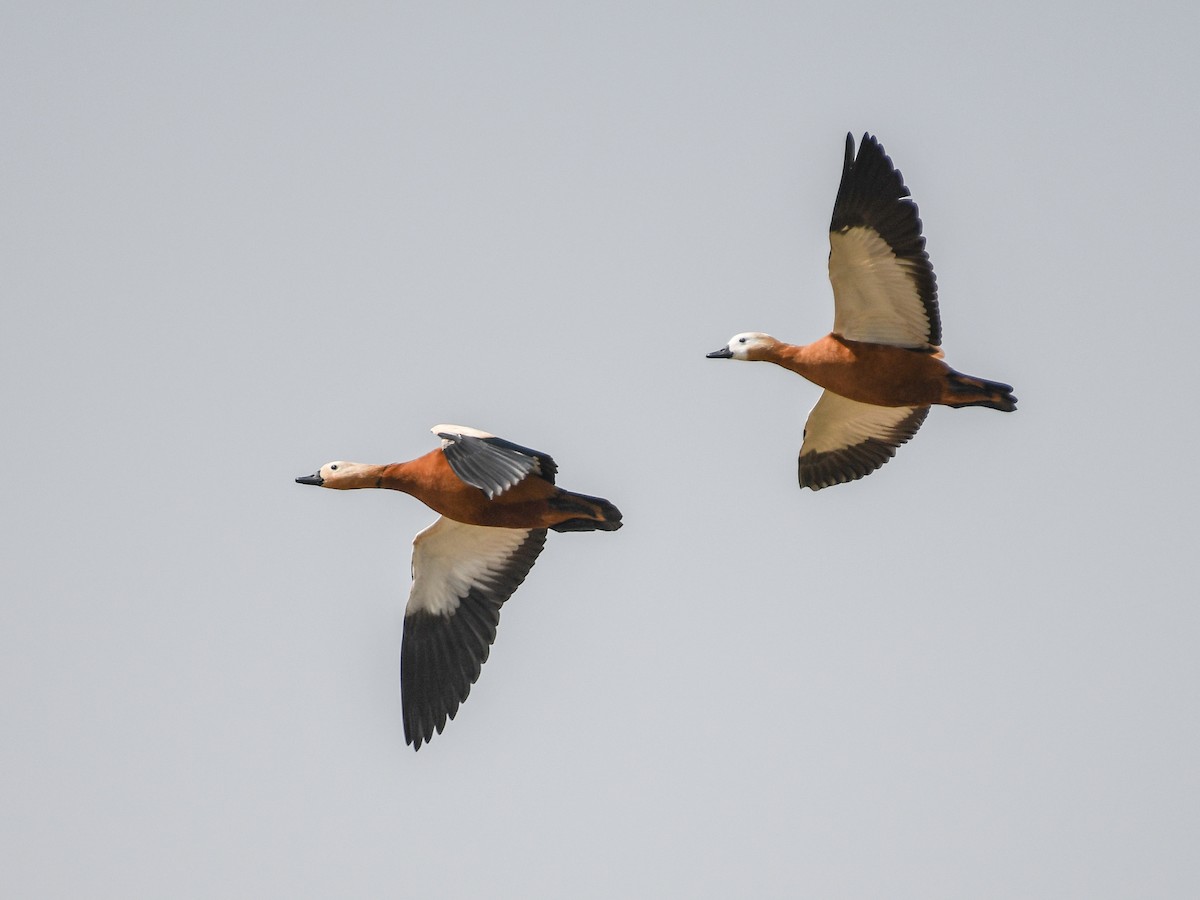 Casarca - ML637969010