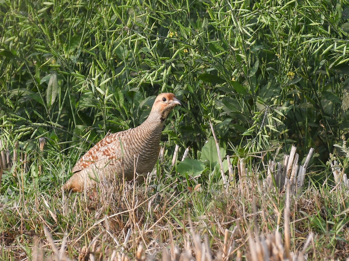 Gray Francolin - ML637969017