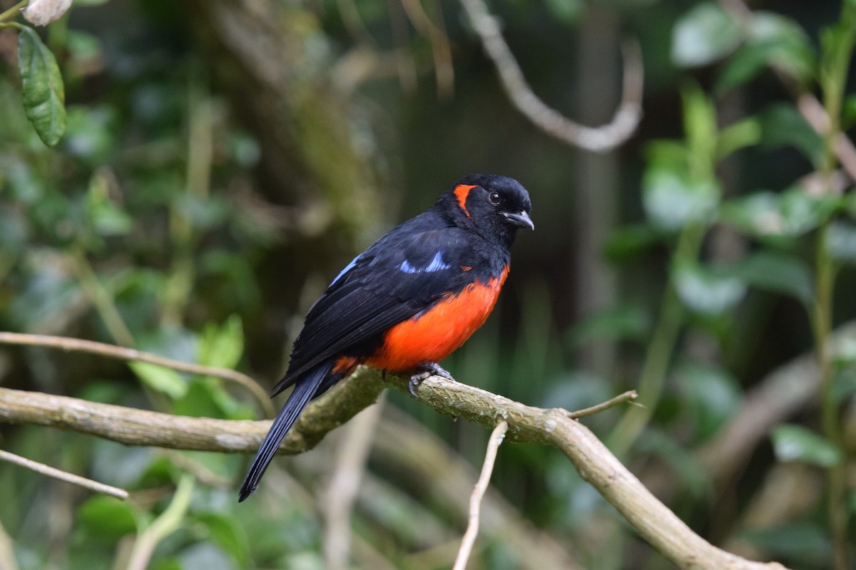 Scarlet-bellied Mountain Tanager - ML637969023