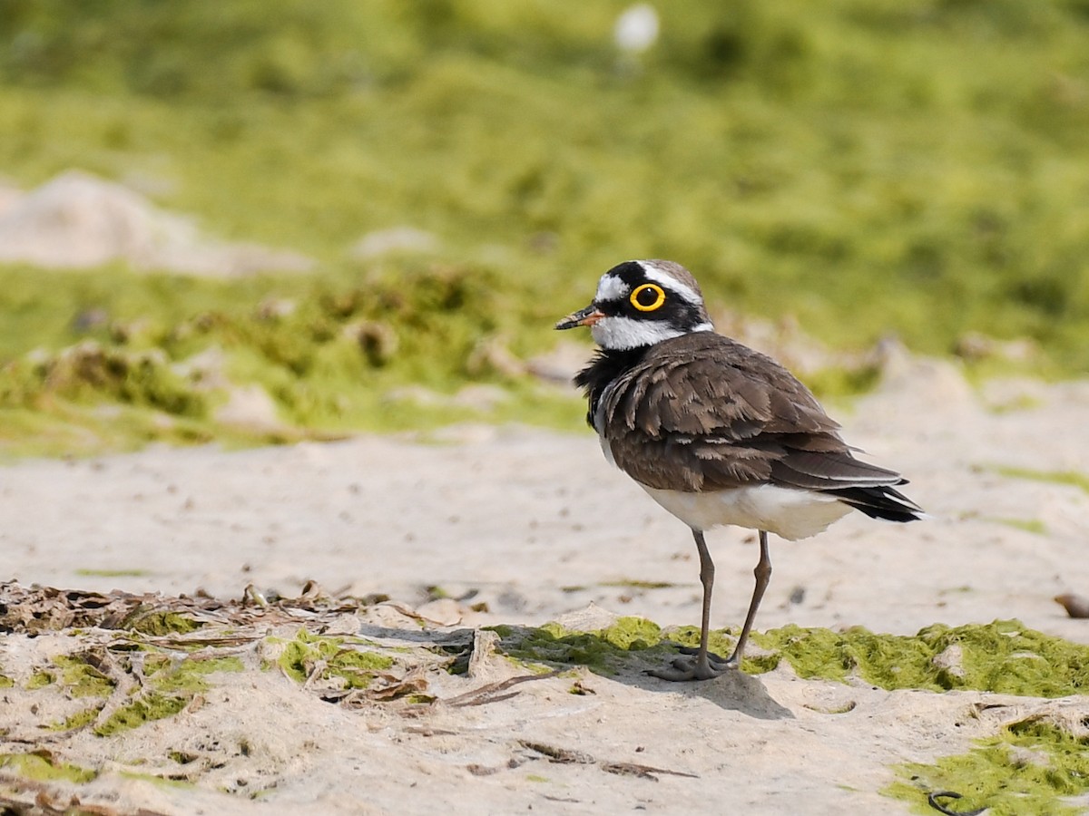 Corriere piccolo - ML637969031