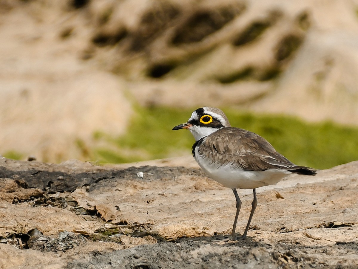 Corriere piccolo - ML637969032