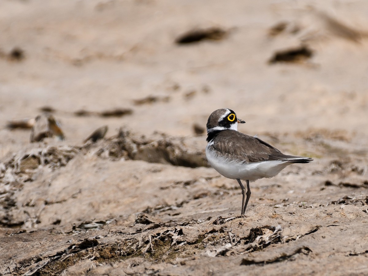 Corriere piccolo - ML637969034