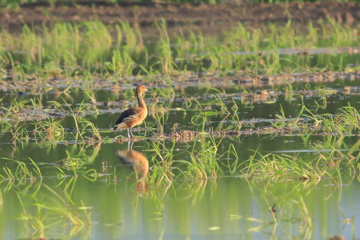 Fulvous Whistling-Duck - ML637969043