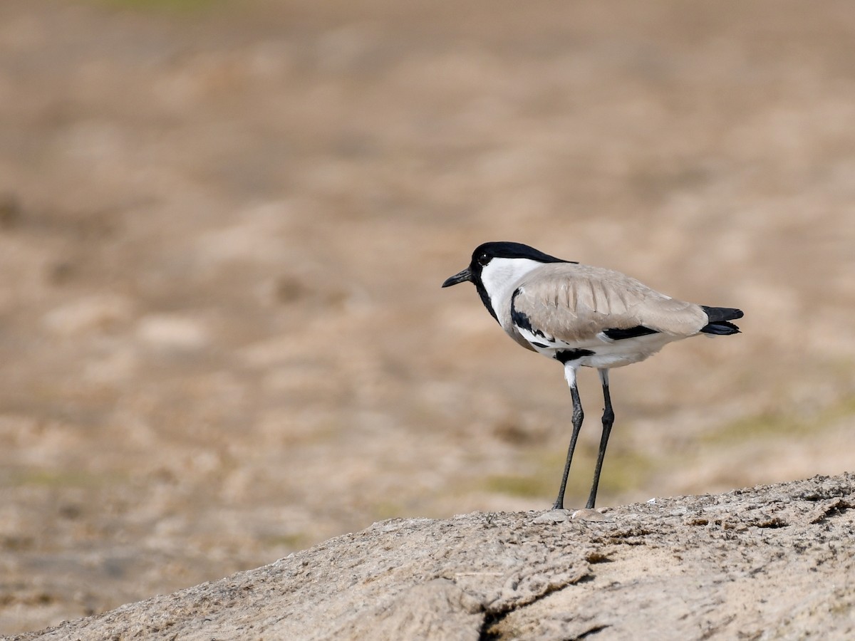 River Lapwing - ML637969045