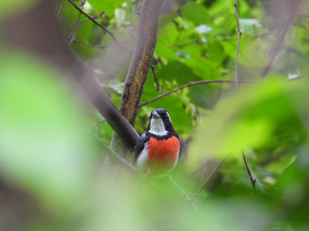 Red-breasted Chat - ML637969048