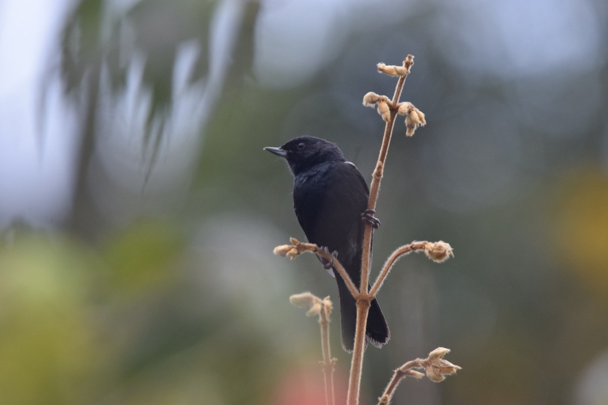 Black Flowerpiercer - ML637969052