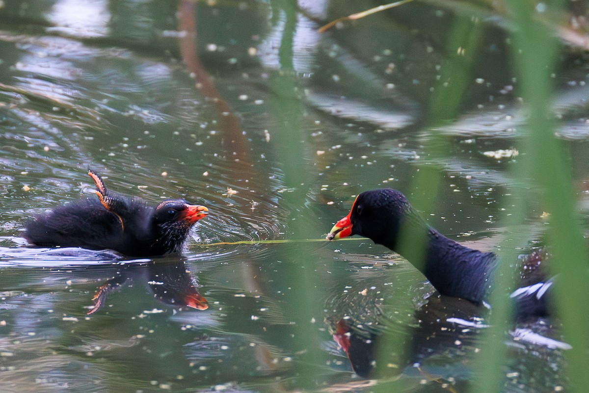 Common Gallinule - ML637969057