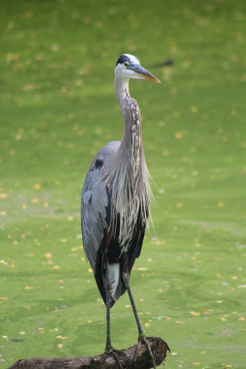 Great Blue Heron - Joanne Arsenault