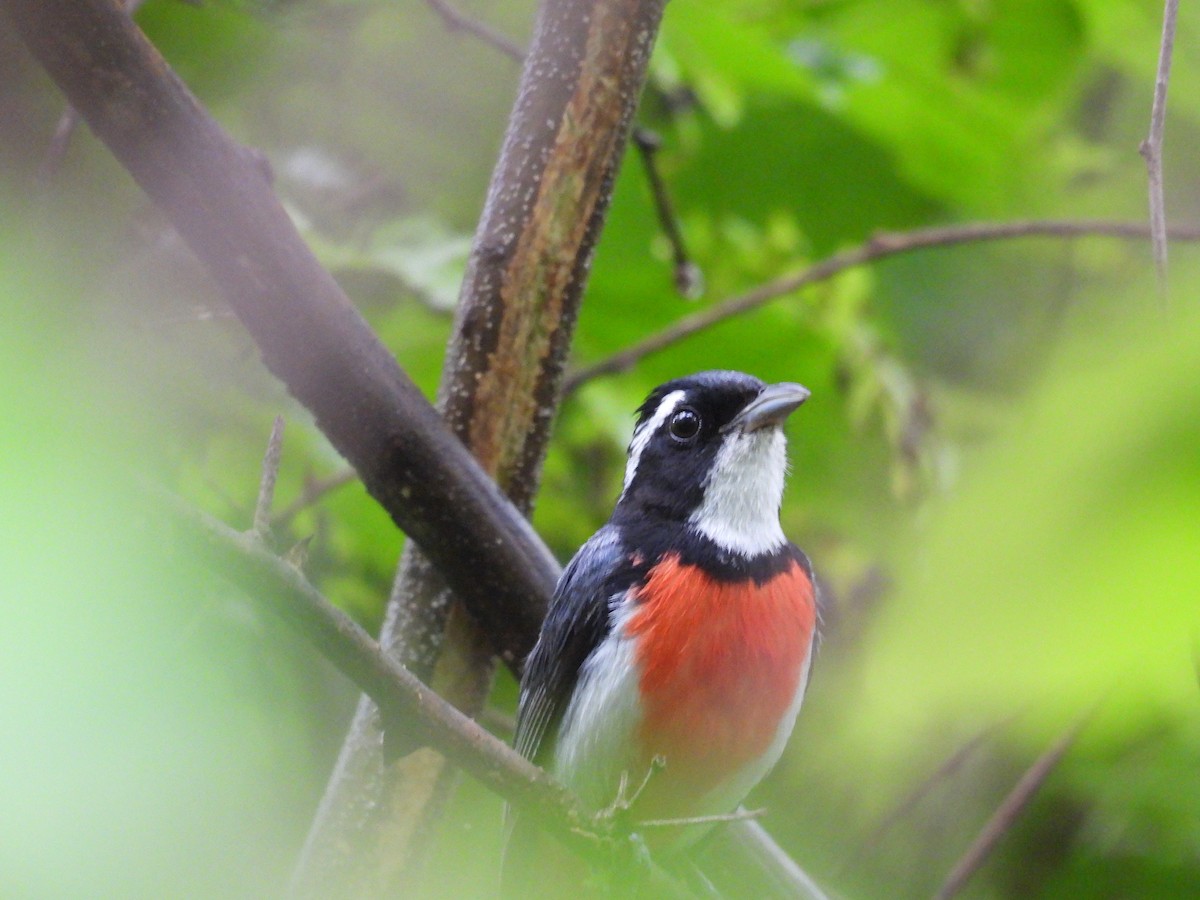 Red-breasted Chat - ML637969063