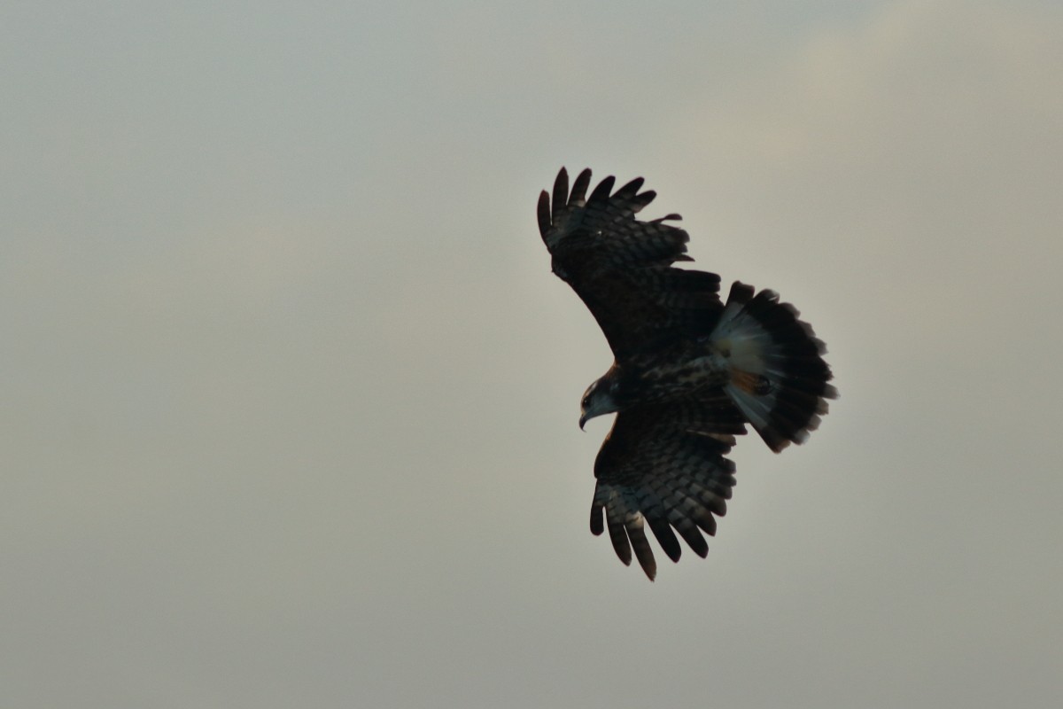 Snail Kite - ML637969069