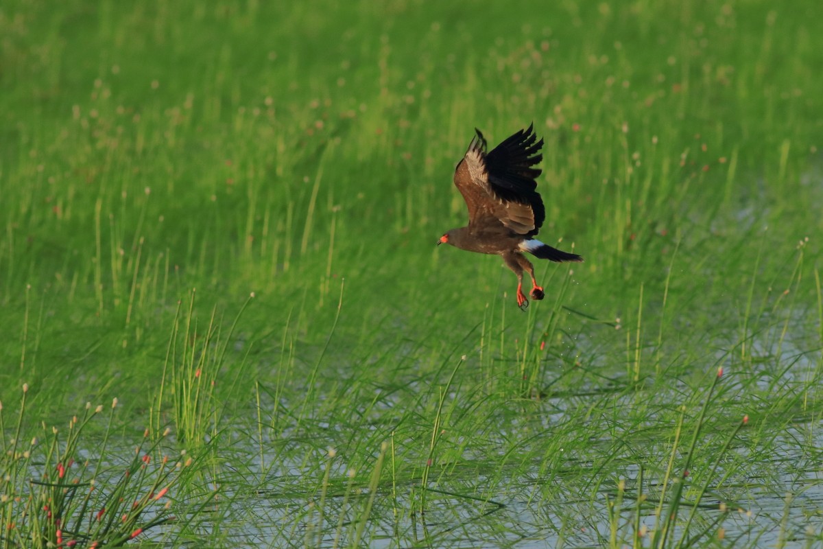 Snail Kite - ML637969070