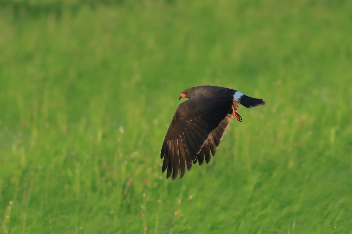 Snail Kite - ML637969071