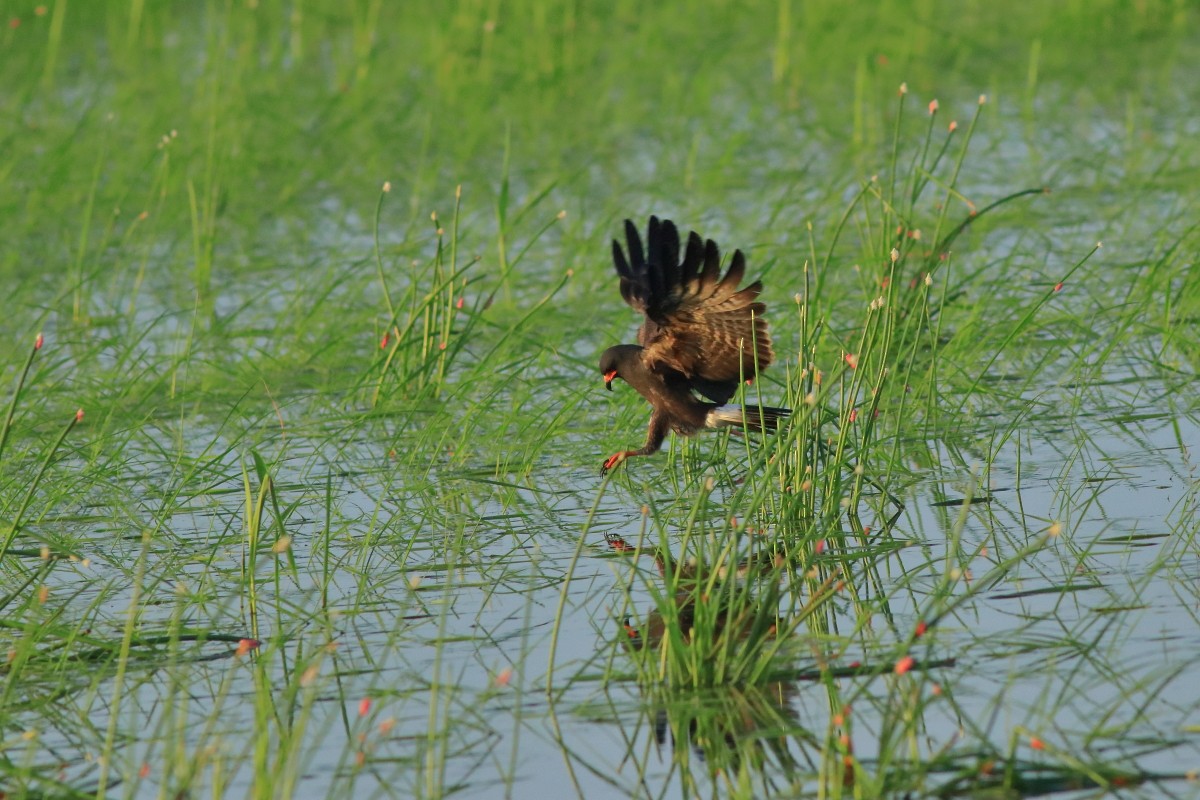 Snail Kite - ML637969072