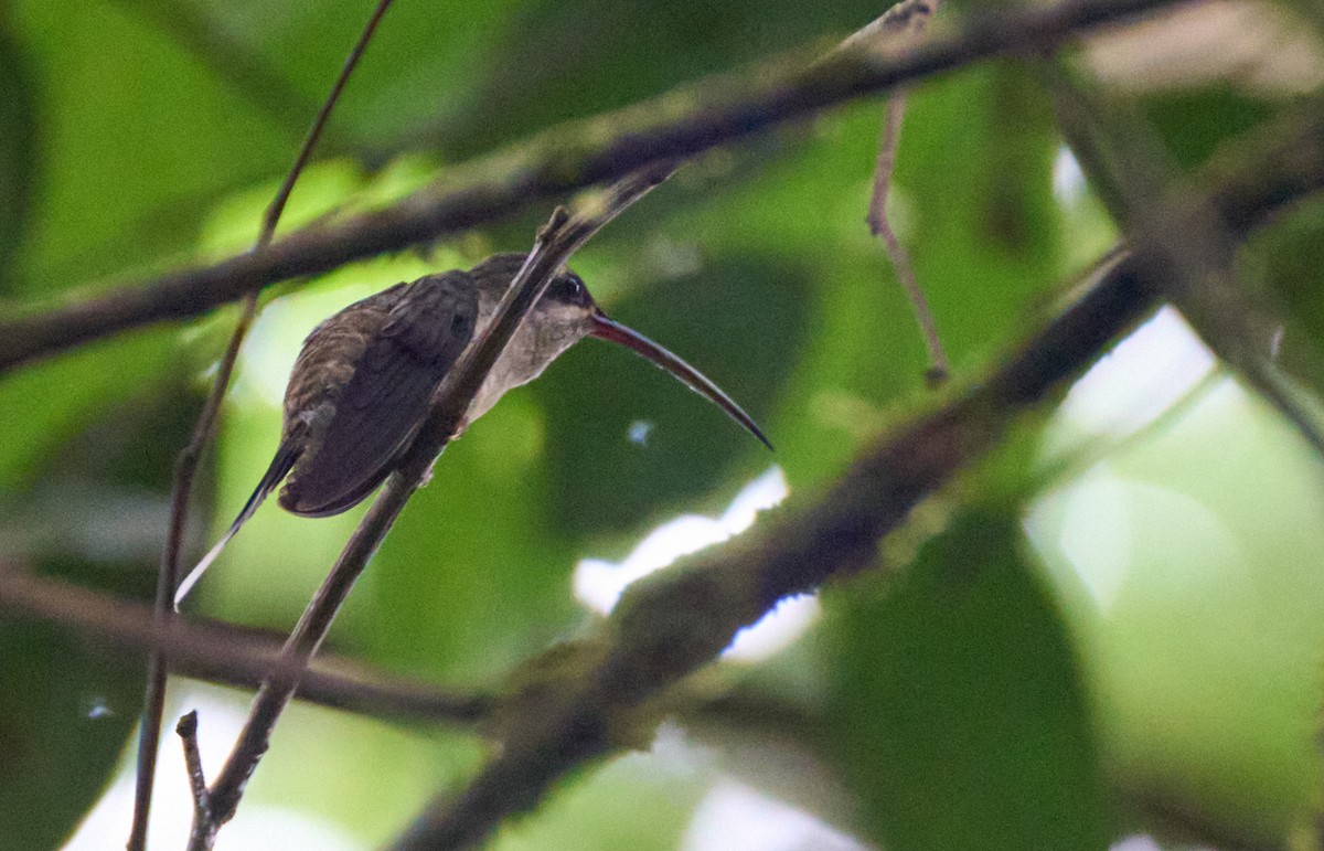 Great-billed Hermit - ML637969075