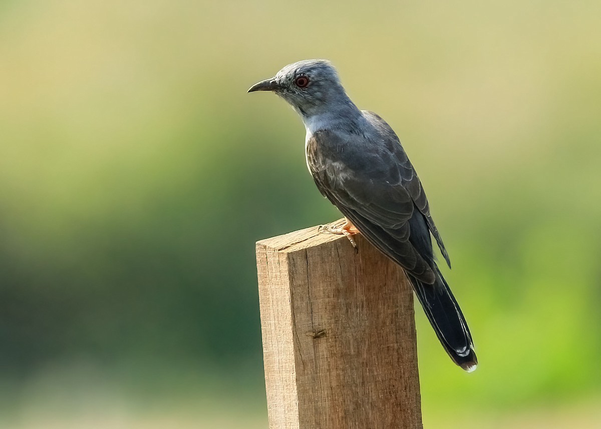 Plaintive Cuckoo - ML637969078