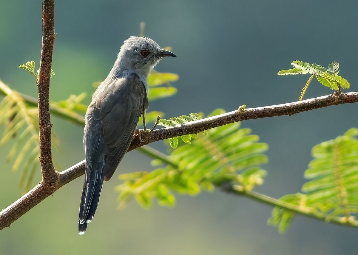 Plaintive Cuckoo - ML637969079