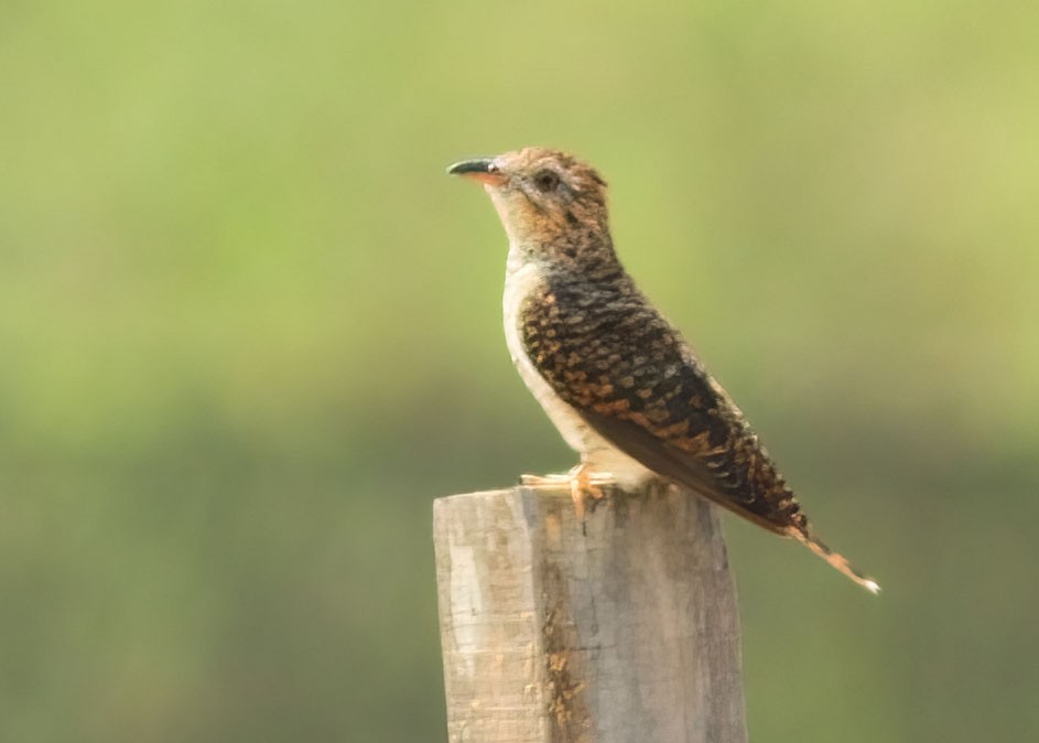 Plaintive Cuckoo - ML637969081
