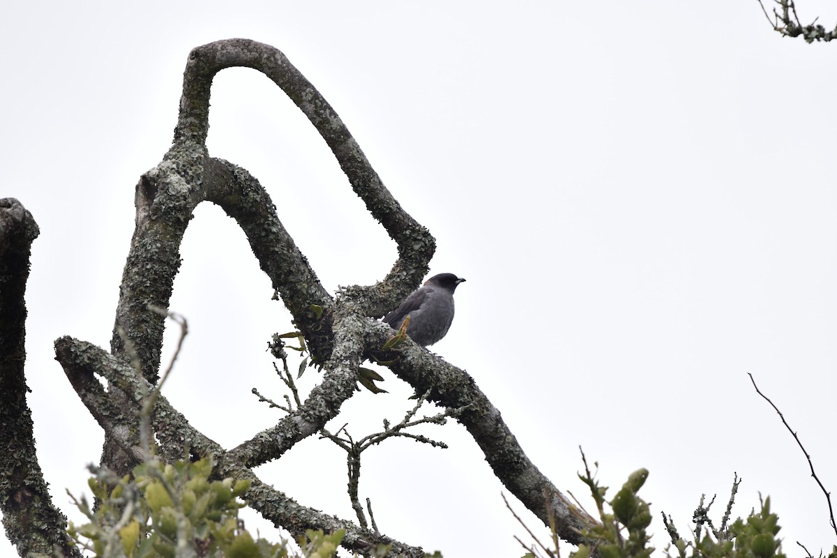Red-crested Cotinga - ML637969082
