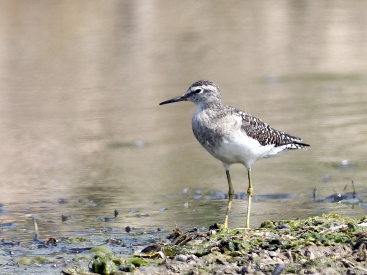 Piro piro boschereccio - ML637969083