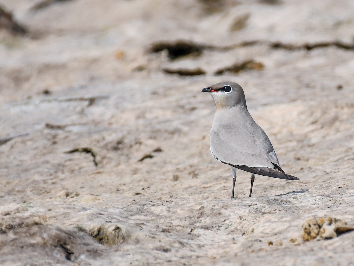 Small Pratincole - ML637969089