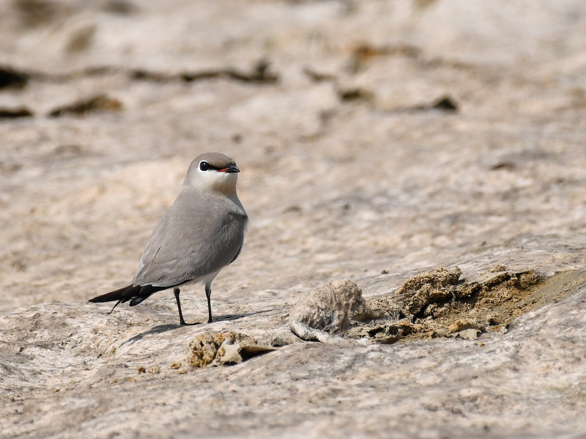 Small Pratincole - ML637969090