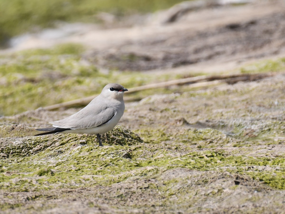 Small Pratincole - ML637969091