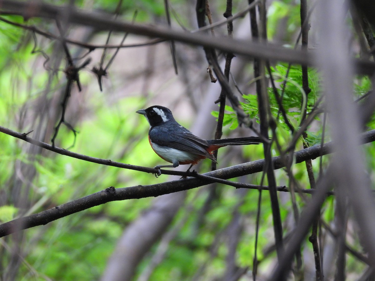 Red-breasted Chat - ML637969099
