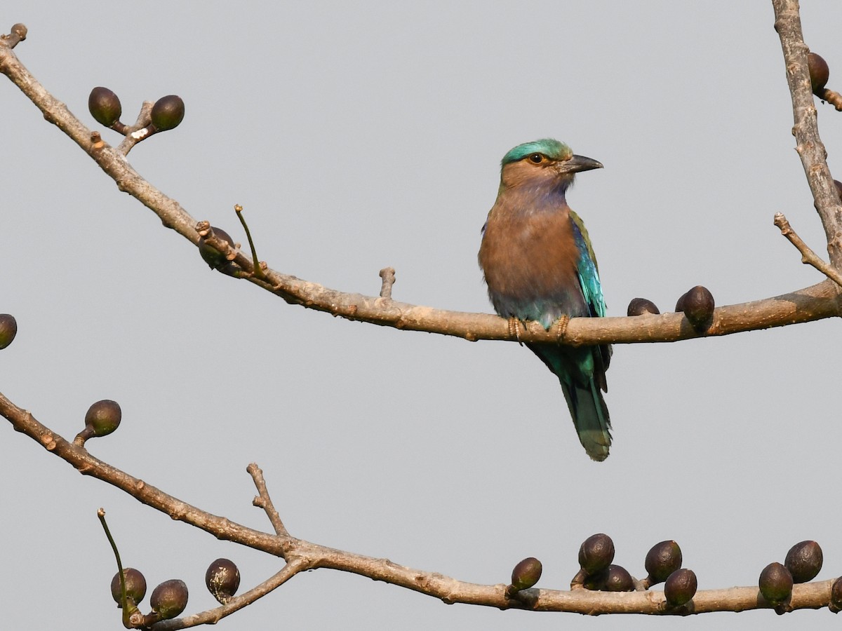 Indochinese Roller - ML637969103