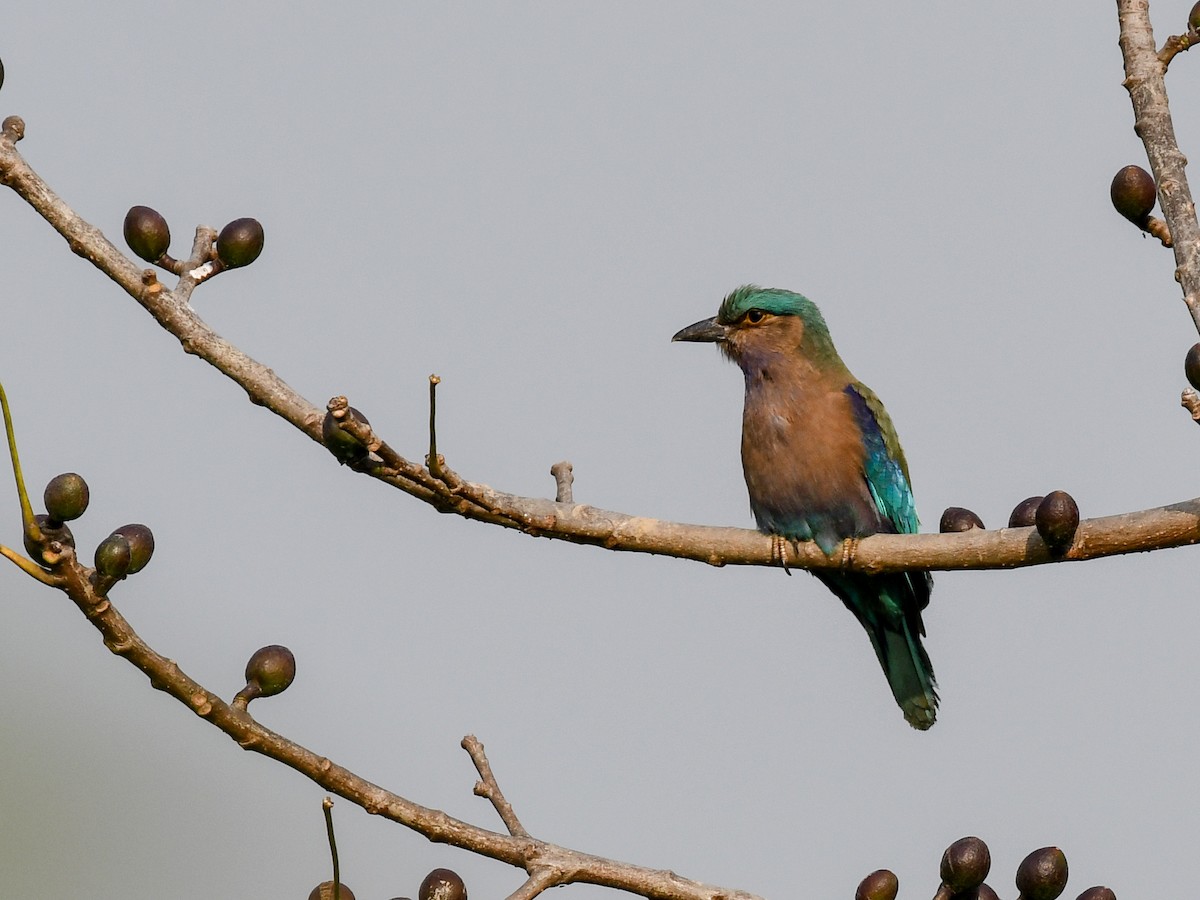 Indochinese Roller - ML637969108