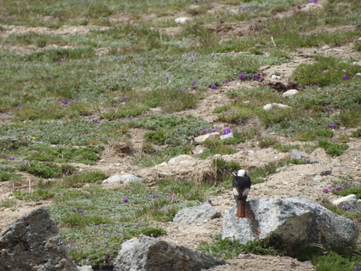 White-winged Redstart - ML637969112