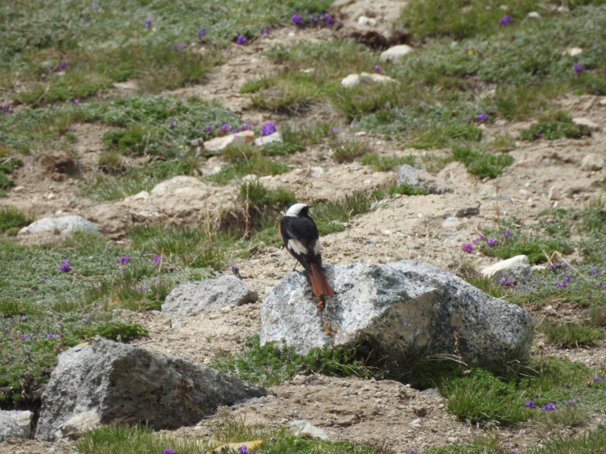 White-winged Redstart - ML637969114