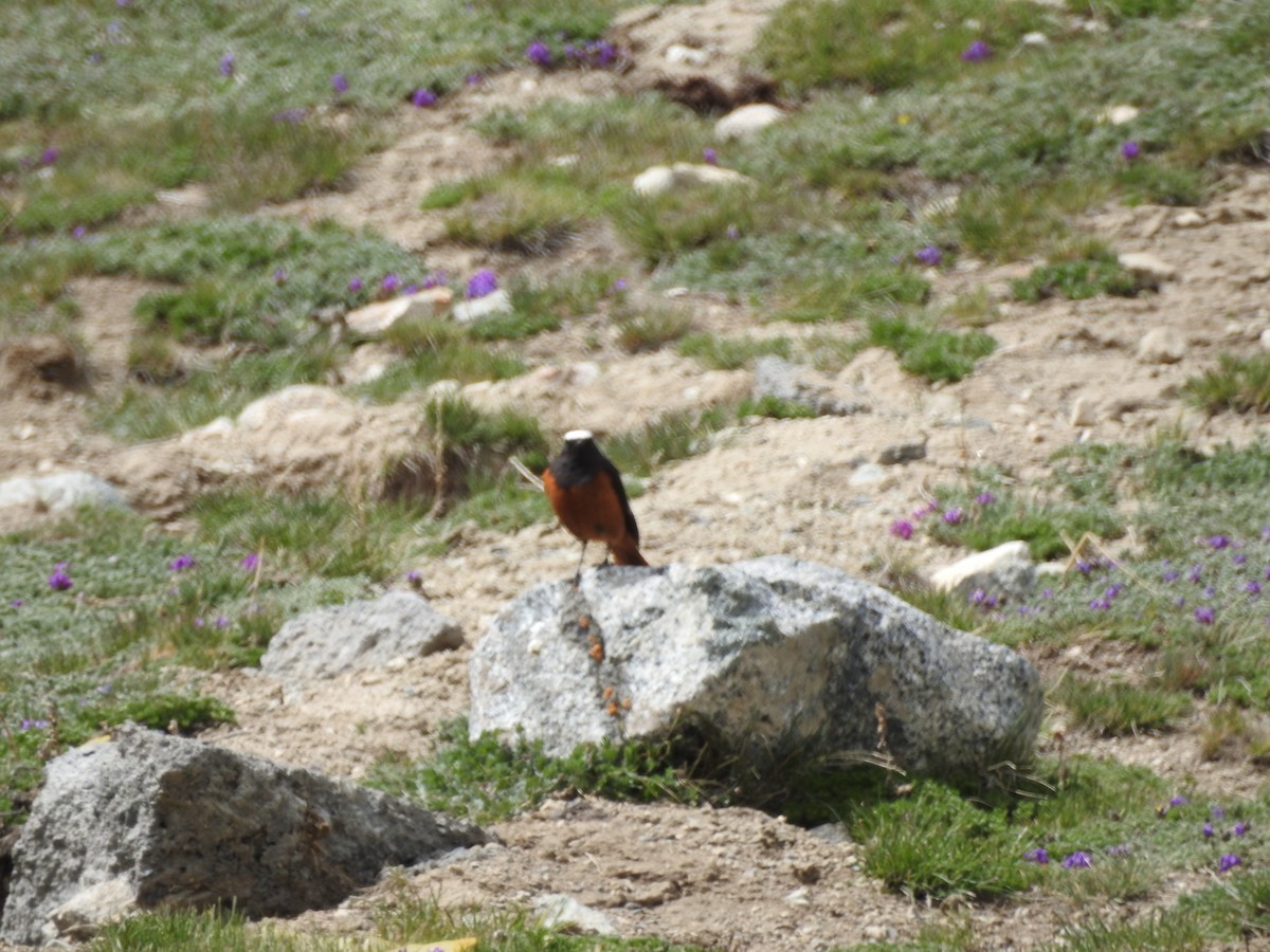 White-winged Redstart - ML637969115