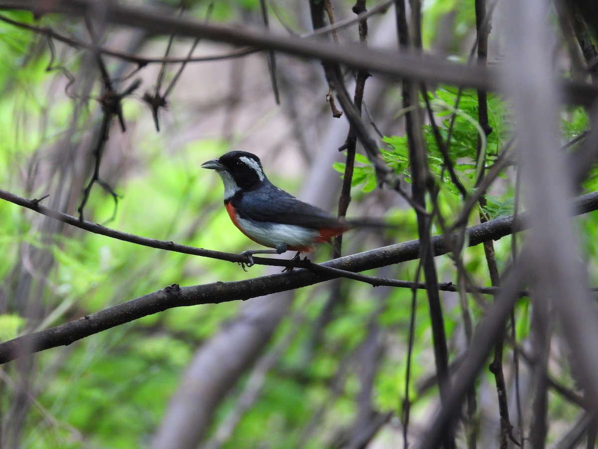 Red-breasted Chat - ML637969120