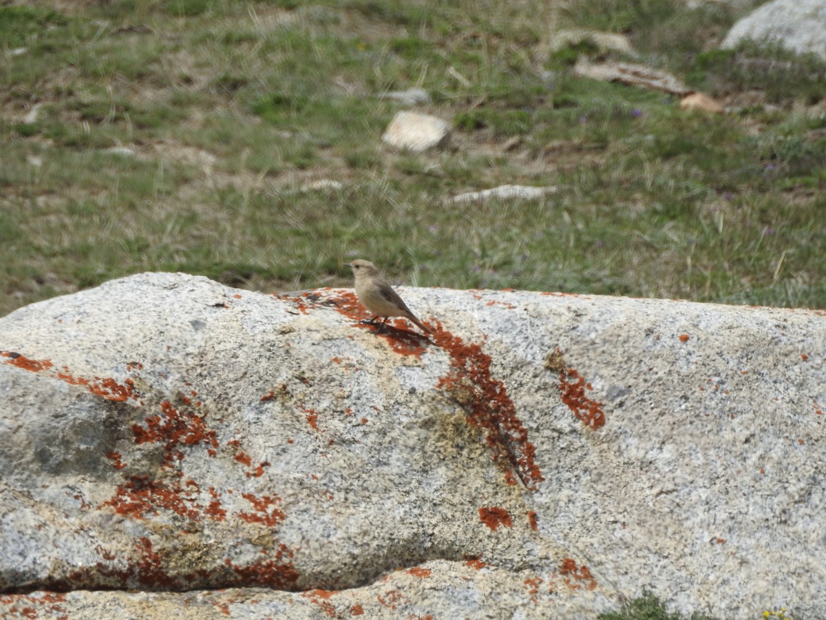 White-winged Redstart - ML637969123
