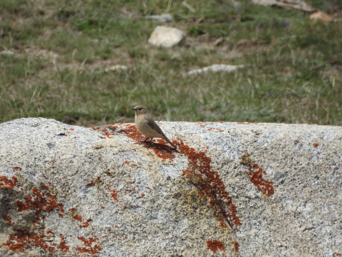 White-winged Redstart - ML637969124