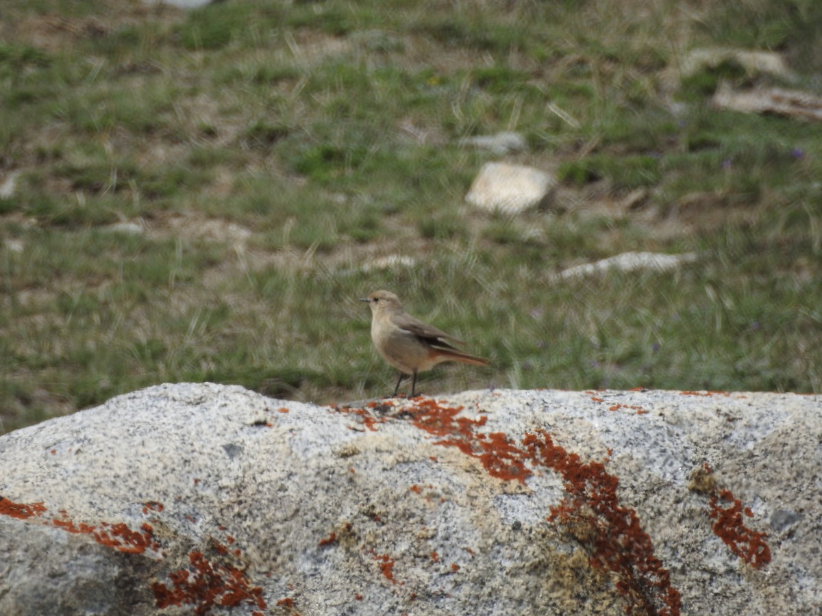 White-winged Redstart - ML637969125
