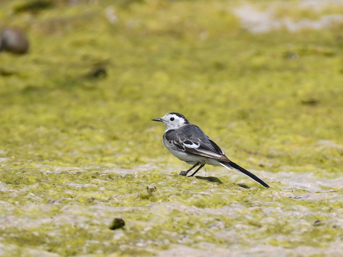 Ballerina bianca - ML637969126