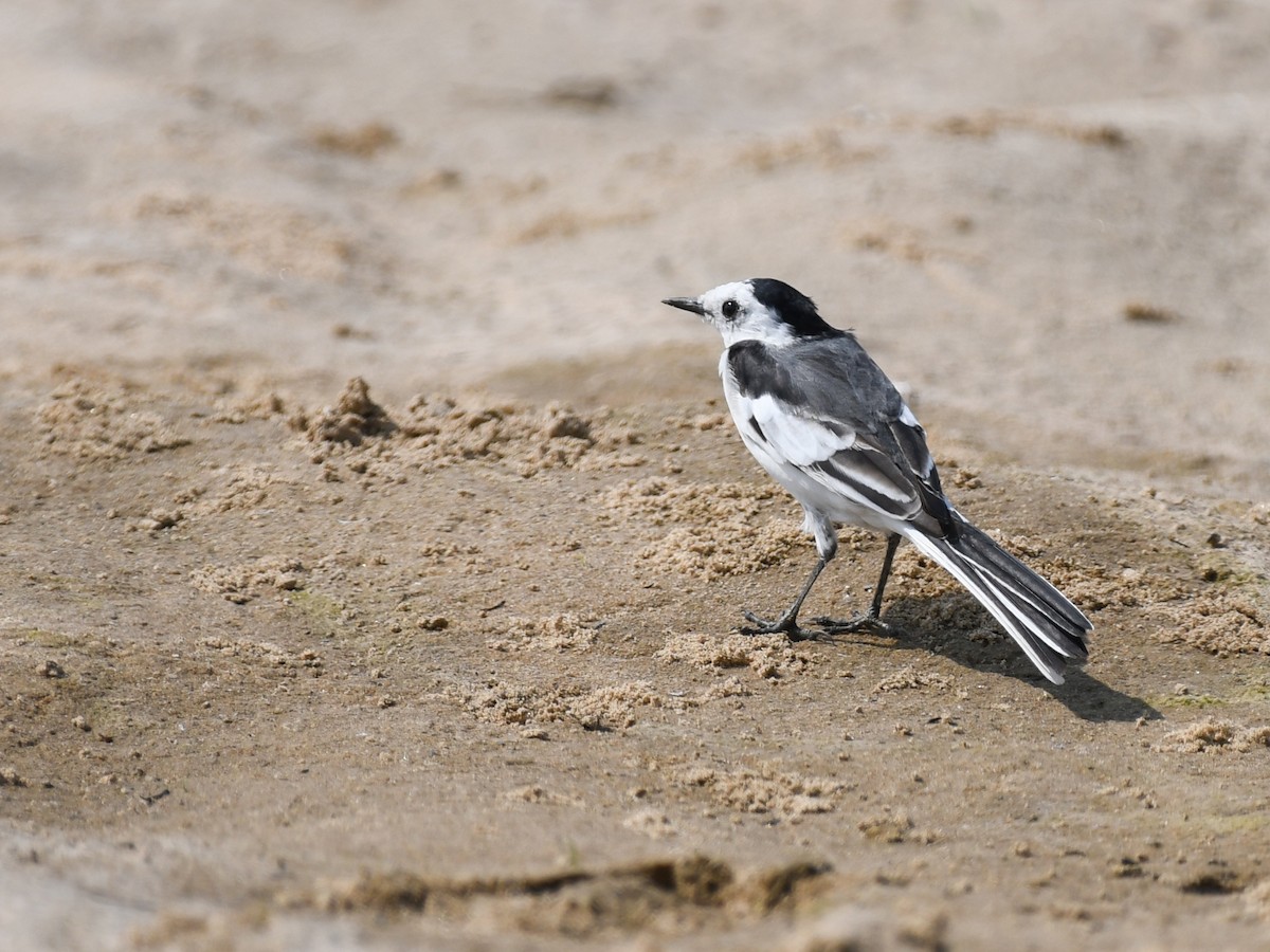 Ballerina bianca - ML637969127