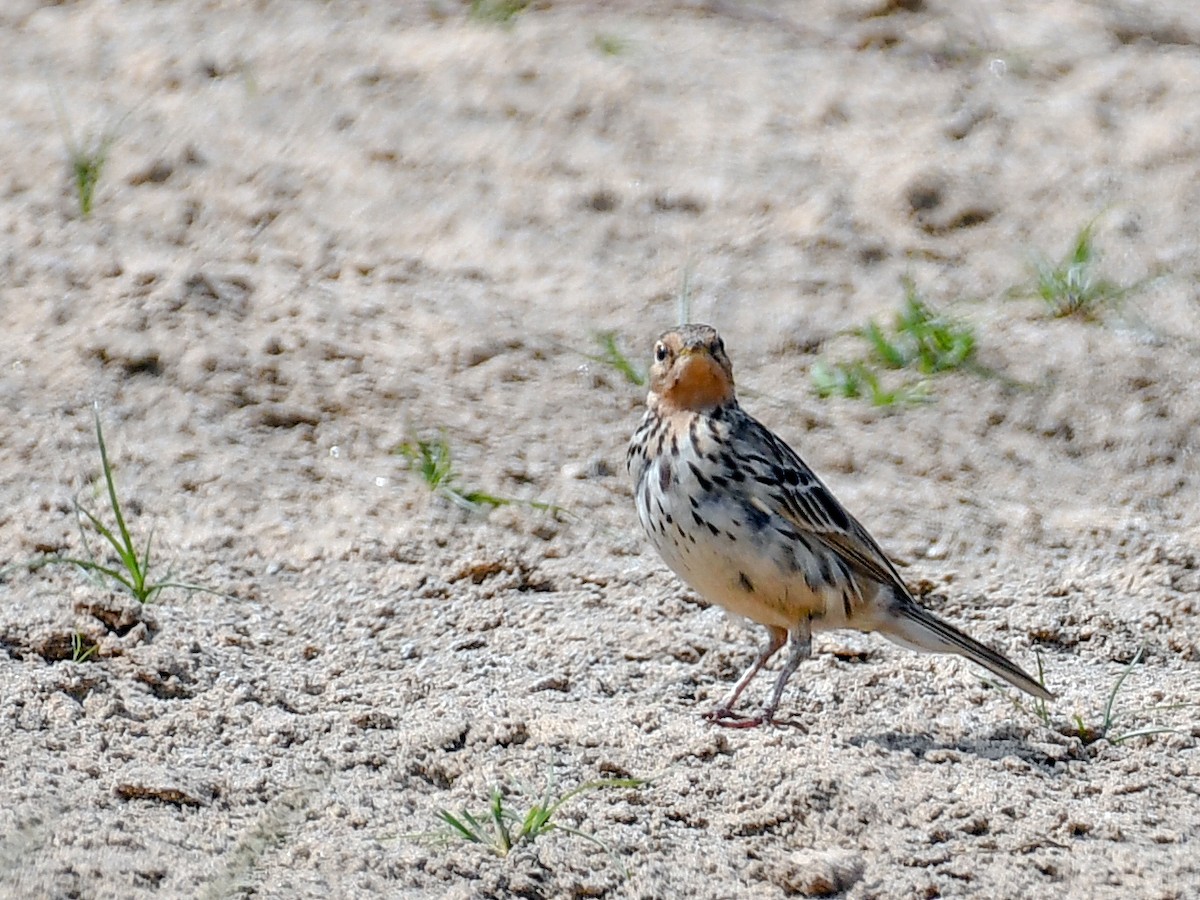 Pispola golarossa - ML637969130