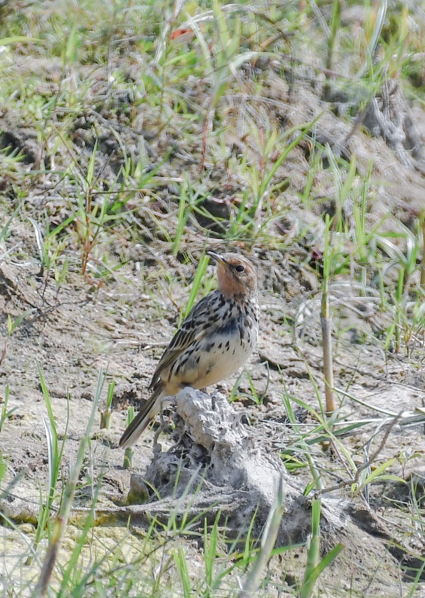 Pispola golarossa - ML637969132