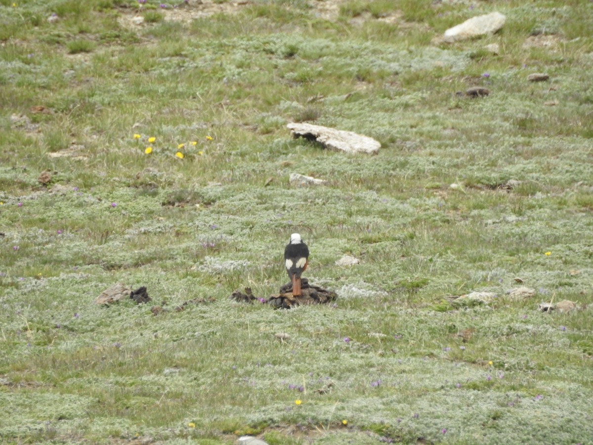 White-winged Redstart - ML637969139