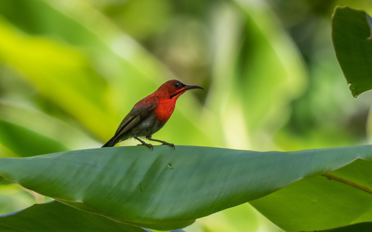 Crimson Sunbird - ML637969150