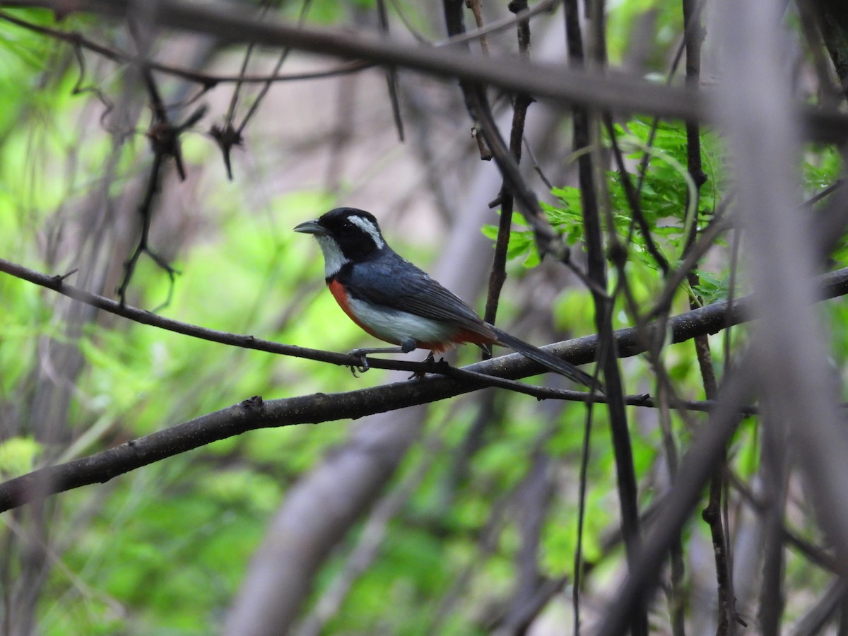 Red-breasted Chat - ML637969155