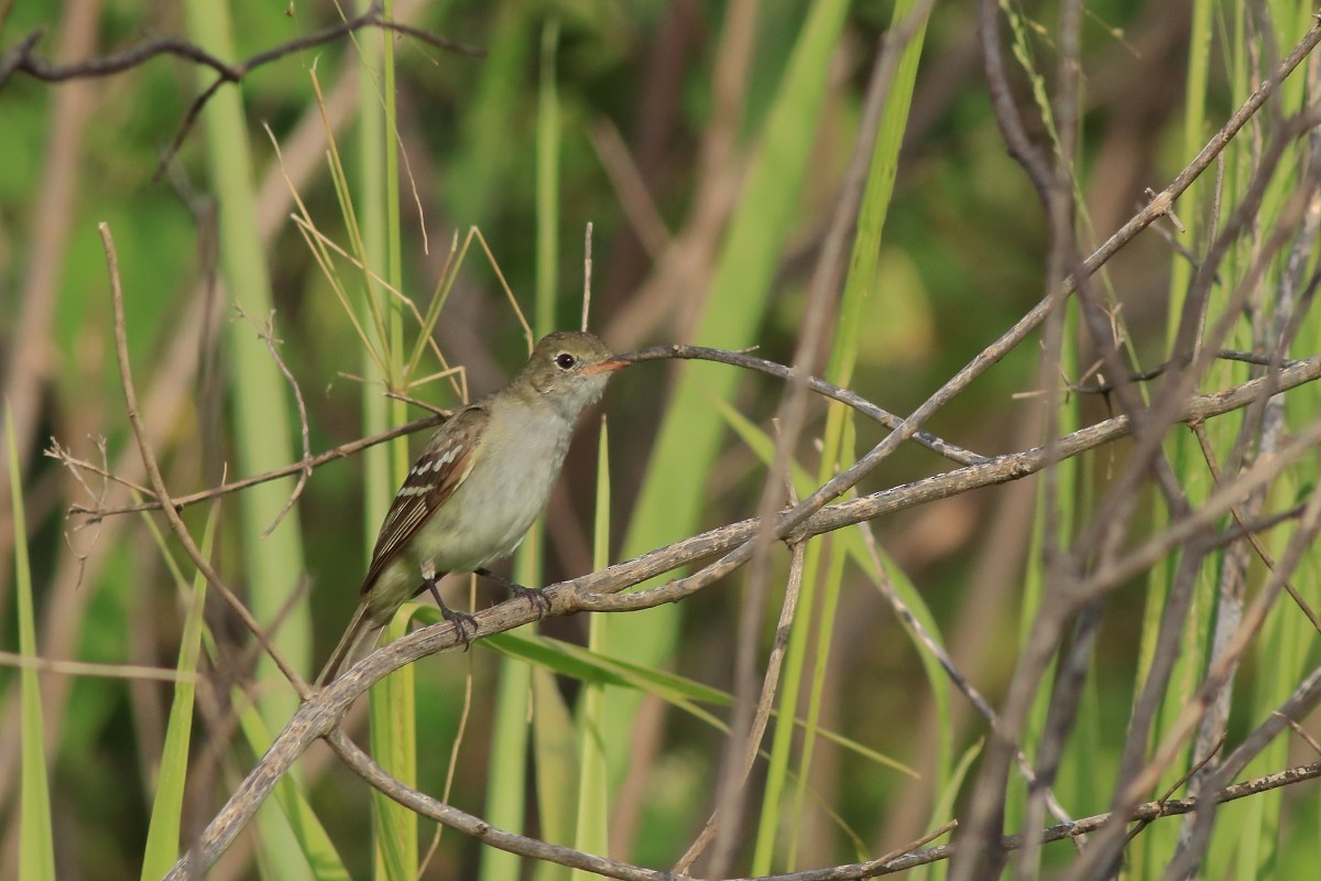 Small-billed Elaenia - ML637969163