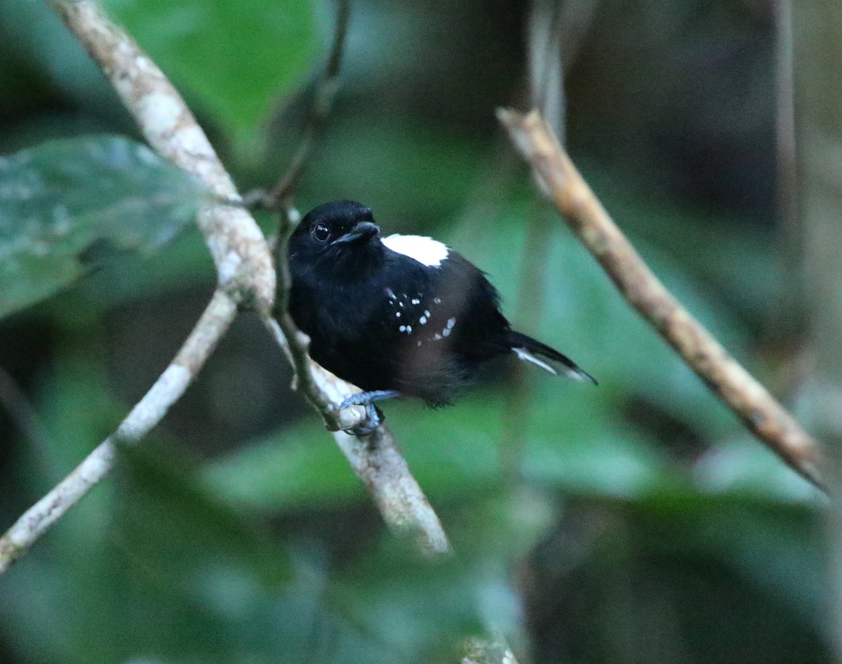 Dot-winged Antwren - ML637969211