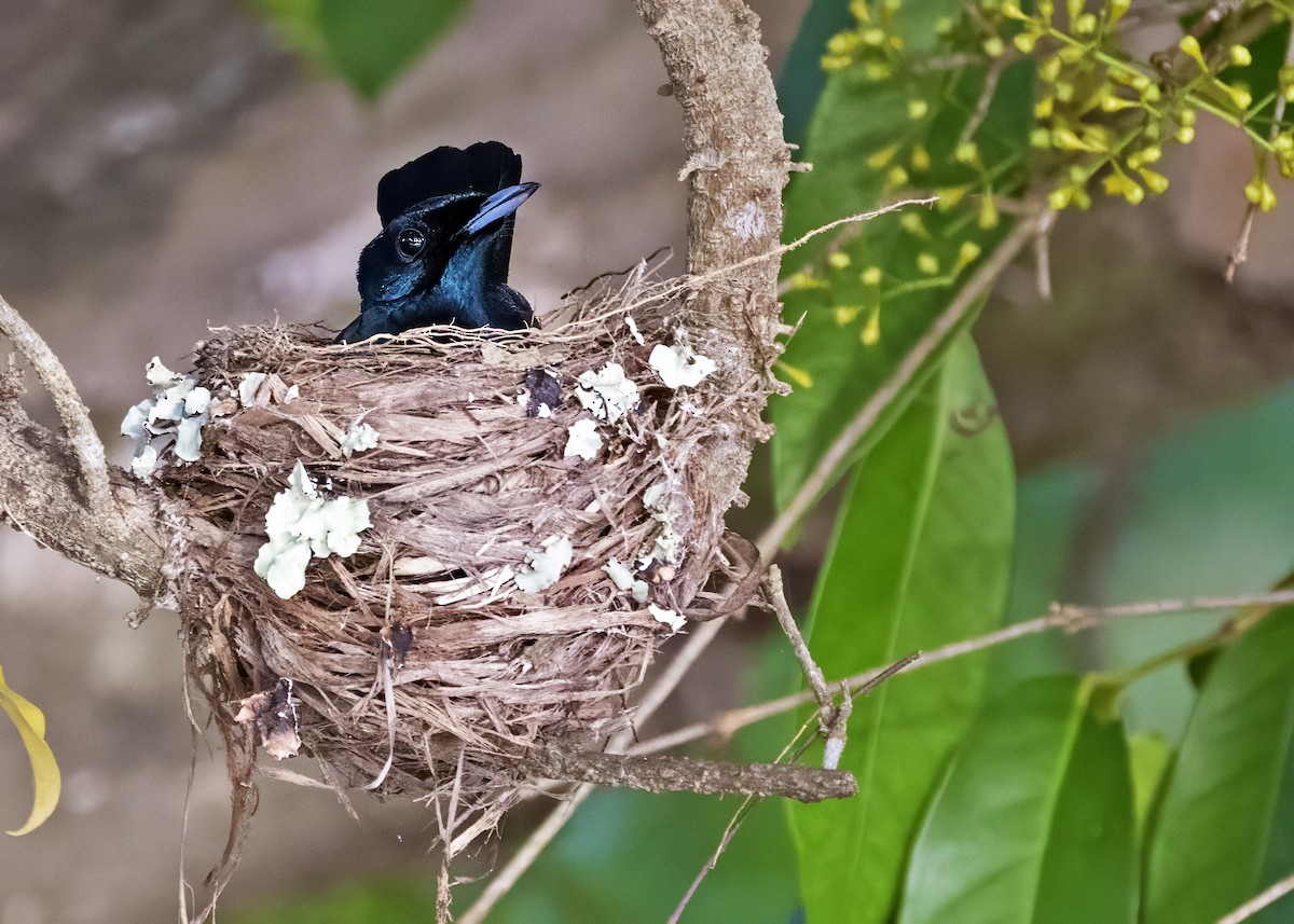 Shining Flycatcher - ML637969228